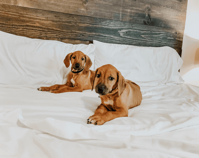 Two puppies on PeachSkinSheets.