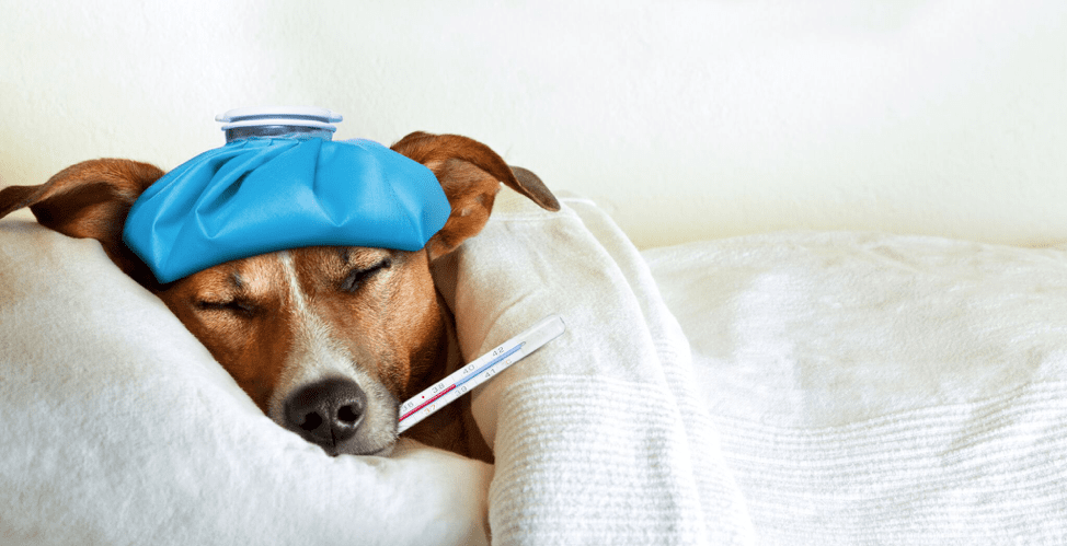 A dog sleeps on comfy sheets.