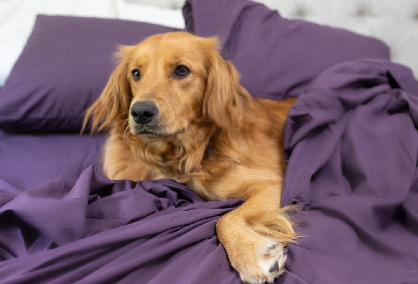 A dog in Eggplant PeachSkinSheets