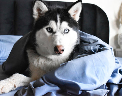 A husky dog in blue PeachSkinSheets