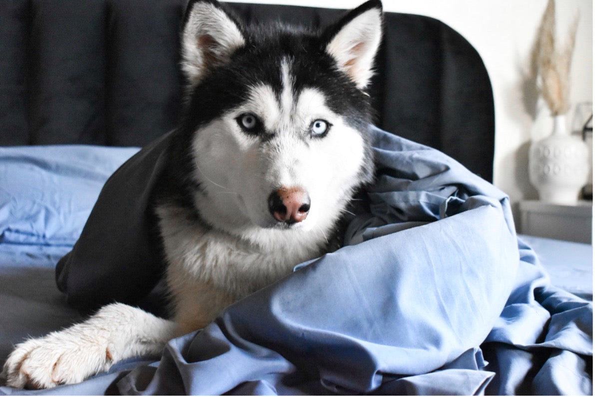A husky dog in blue PeachSkinSheets