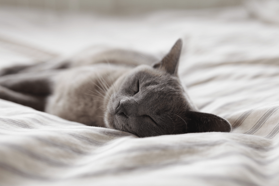 A cat sleeps on cooling sheets.