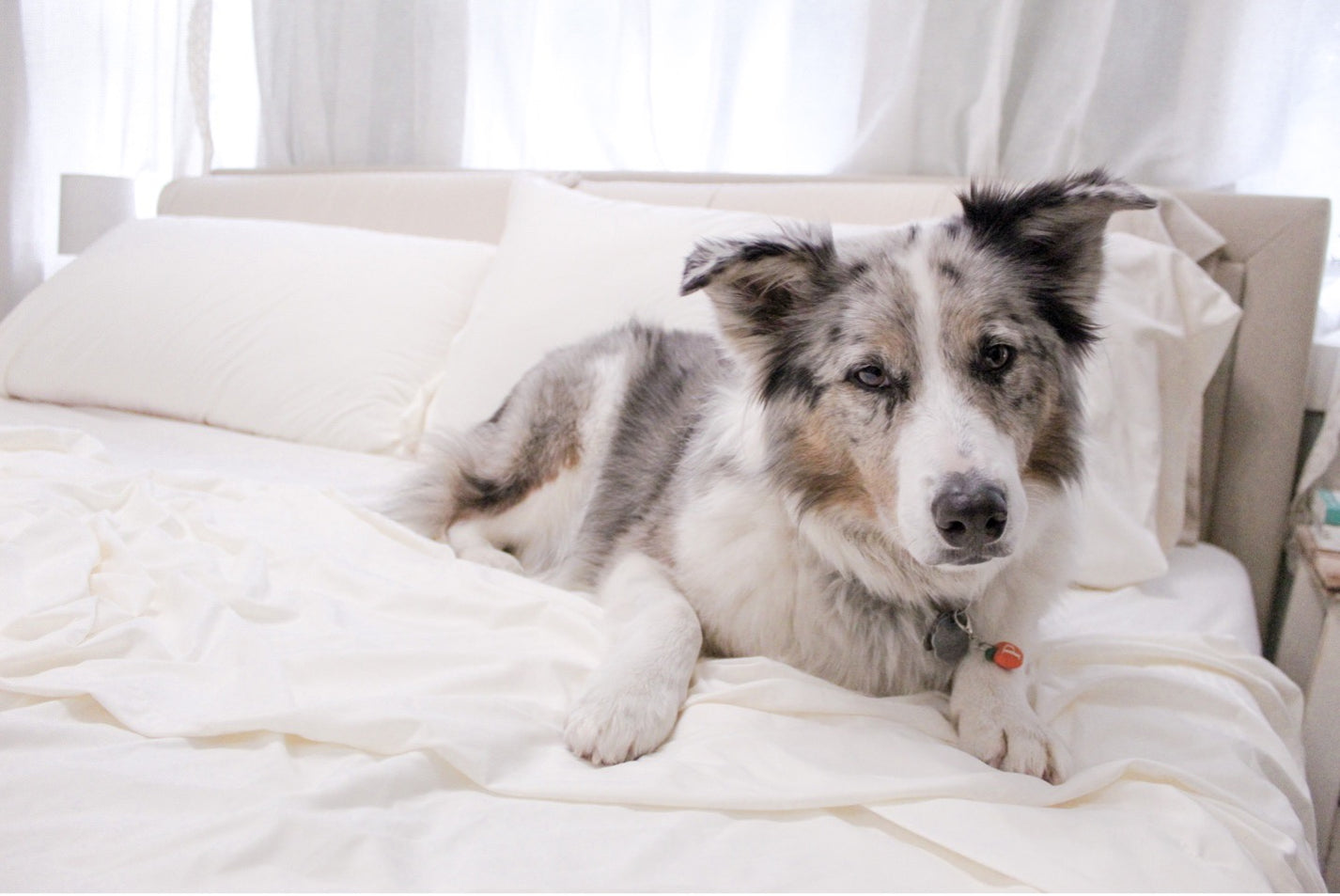 A happy pup in neutral PeachSkinSheets.