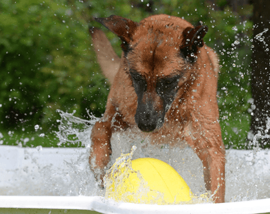 A pup cools down! 