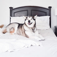 Classic White Sheet Set