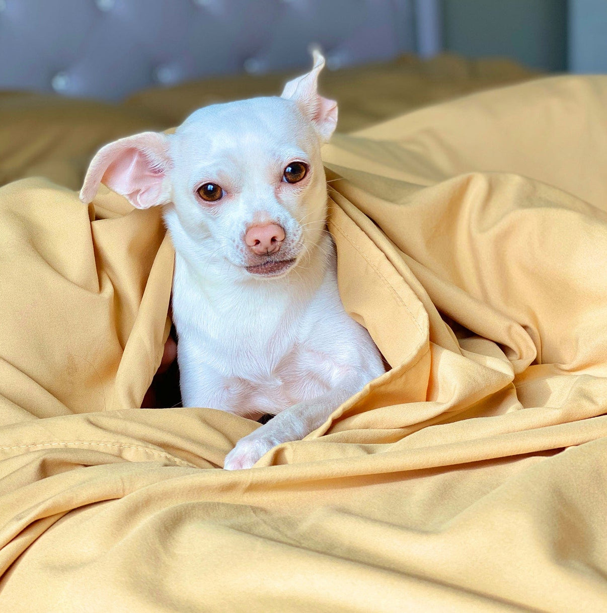 Harvest Gold Sheet Set