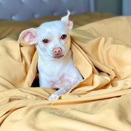 Harvest Gold Sheet Set