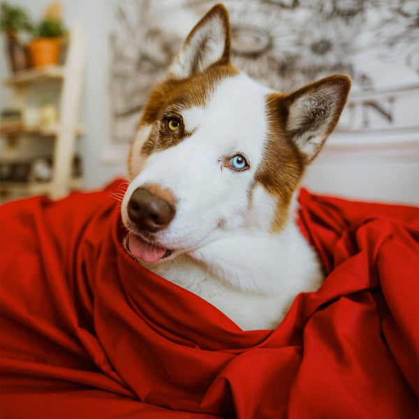 Load image into Gallery viewer, Red Velvet Sheet Set