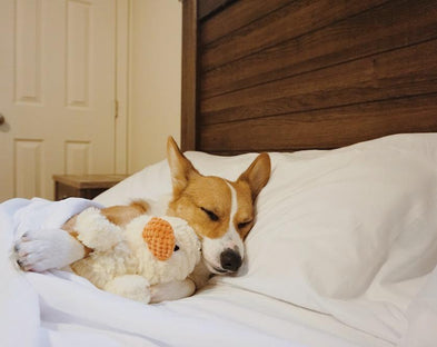 A corgi is comfortable in PeachSkinSheets.