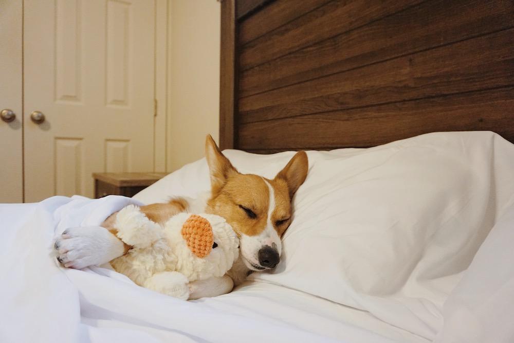 A corgi is comfortable in PeachSkinSheets.