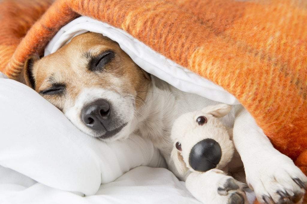 Reasons to Buy Hot Sleeper Sheets in 2018