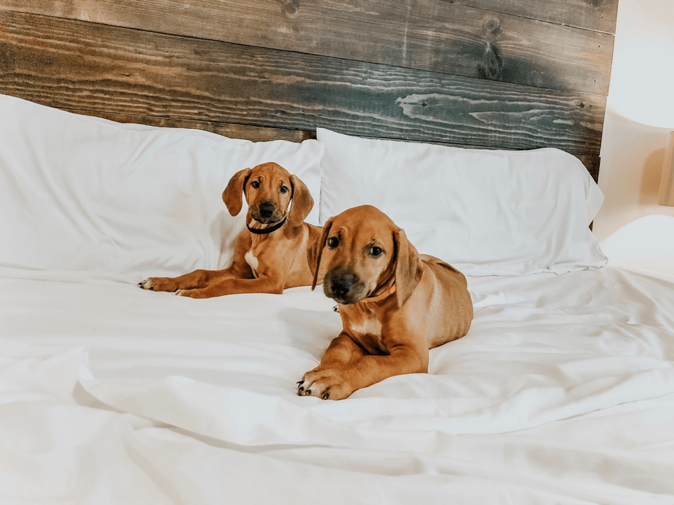 Two puppies on PeachSkinSheets.
