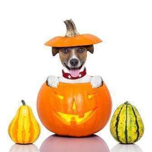 Peaches the dog is ready for fall