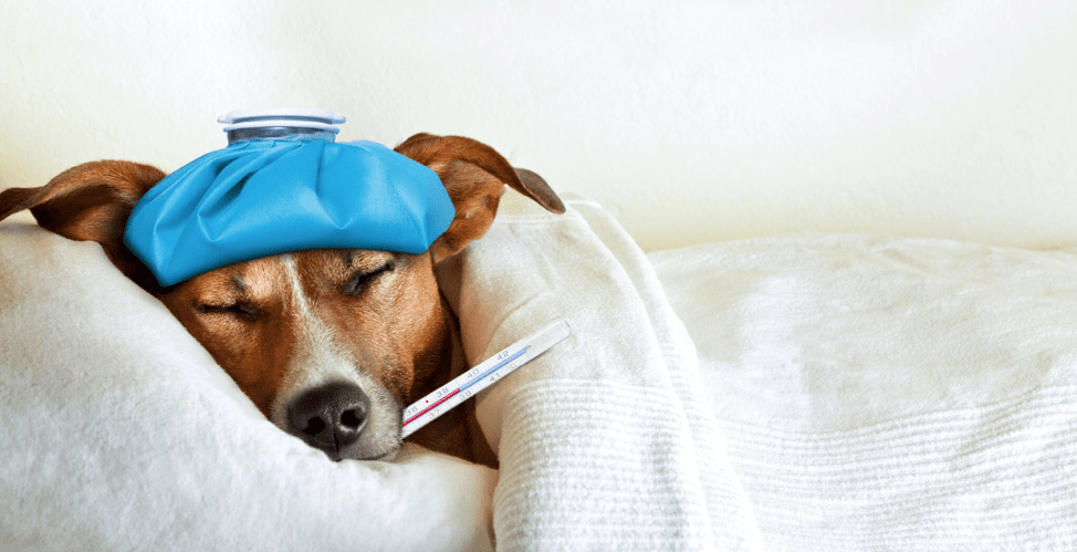 Allergy Season Tips and Tricks for Getting Better Sleep