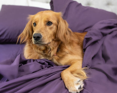 A dog in Eggplant PeachSkinSheets