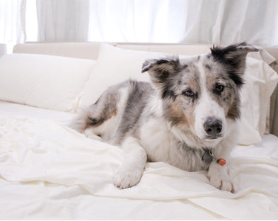 A happy pup in neutral PeachSkinSheets.