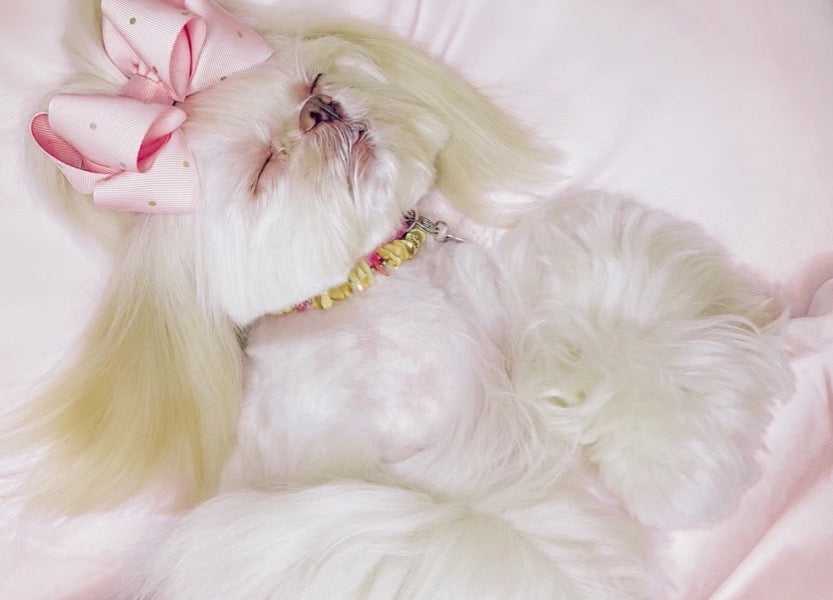 A sleeping dog in Cotton Candy Pink PeachSkinSheets.