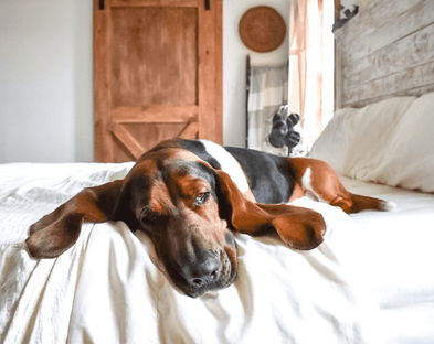 A Basset Hound cools down in PeachSkinSheets.