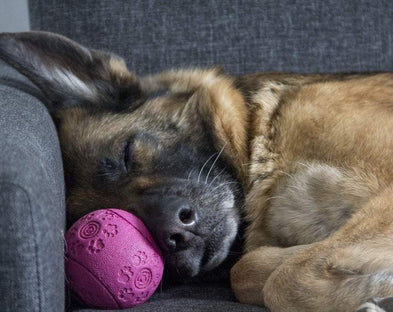 A dog snoozes on a couch with its toy.