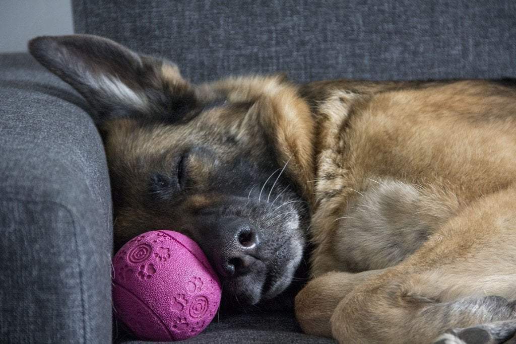 A dog snoozes on a couch with its toy.