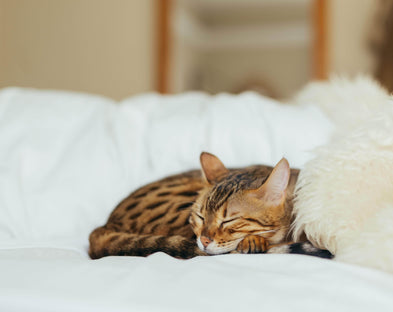 Sleepy kitten