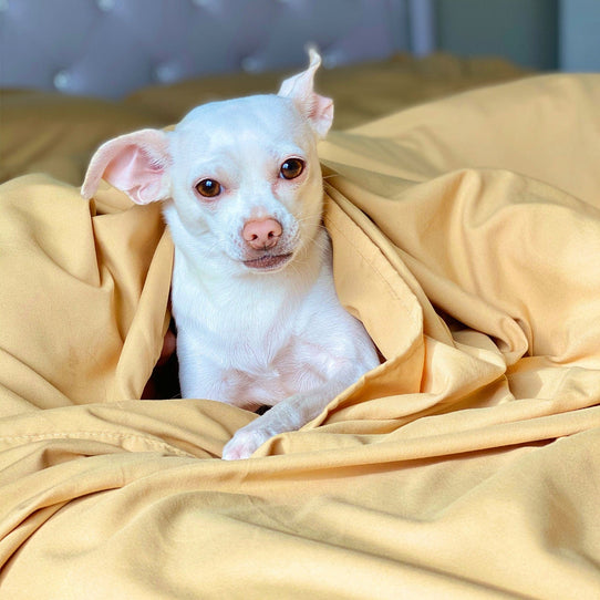 image of Harvest Gold Sheet Set 